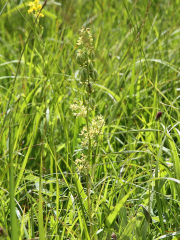 Veratrum maackii var. parviflorum