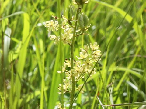 Veratrum maackii var. parviflorum