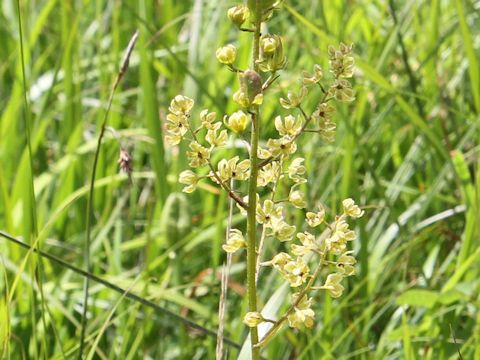 Veratrum maackii var. parviflorum