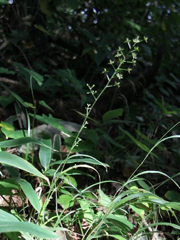 Veratrum maackii var. parviflorum