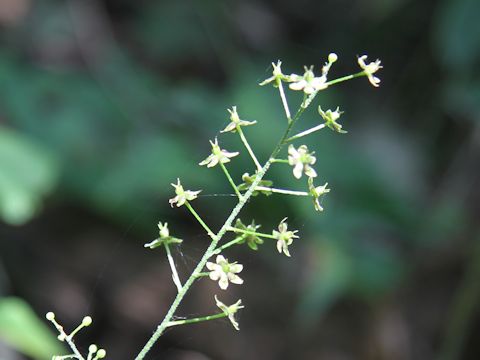 Veratrum maackii var. parviflorum