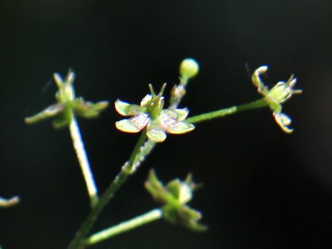 Veratrum maackii var. parviflorum