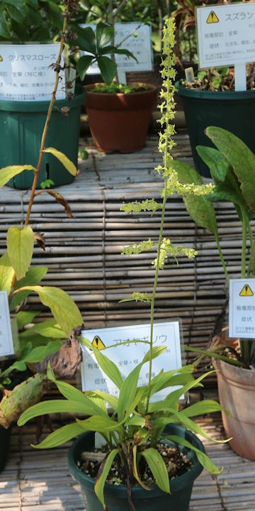 Veratrum maackii var. parviflorum