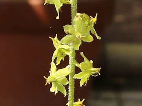 Veratrum maackii var. parviflorum