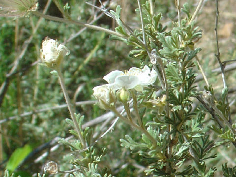 Fallugia paradoxa