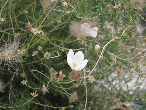 Fallugia paradoxa