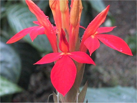 Aphelandra aurantiaca