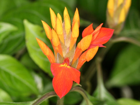 Aphelandra aurantiaca