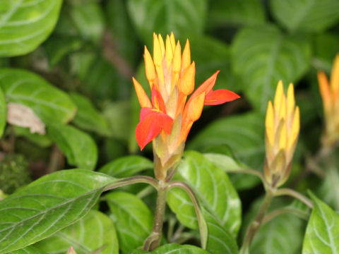 Aphelandra aurantiaca