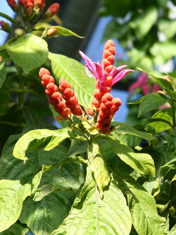 Aphelandra sinclariana