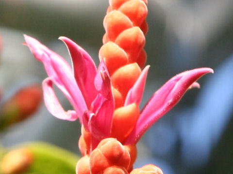 Aphelandra sinclariana