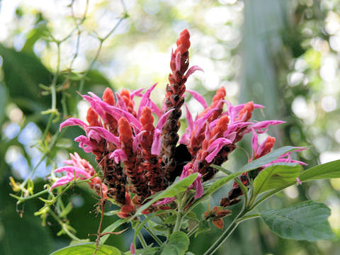 Aphelandra sinclariana