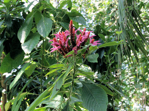 Aphelandra sinclariana