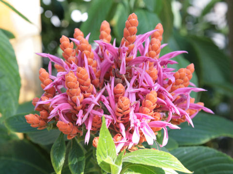 Aphelandra sinclariana