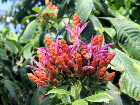 Aphelandra sinclariana