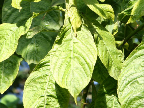 Aphelandra sinclariana