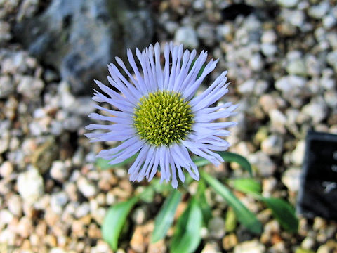 Erigeron thunbergii var. angustifolius