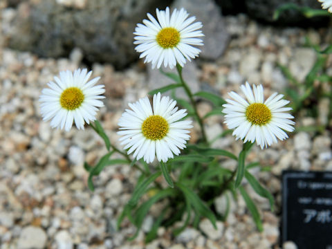 Erigeron thunbergii var. angustifolius