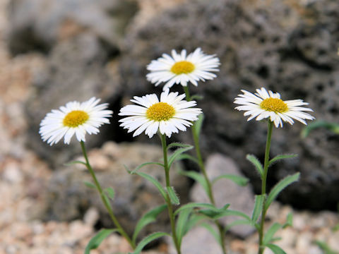 Erigeron thunbergii var. angustifolius