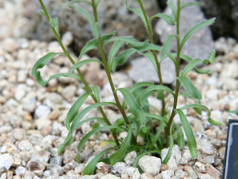 Erigeron thunbergii var. angustifolius