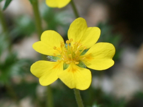 Potentilla matsumurae var. apoiensis