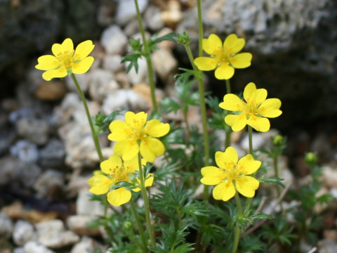 Potentilla matsumurae var. apoiensis