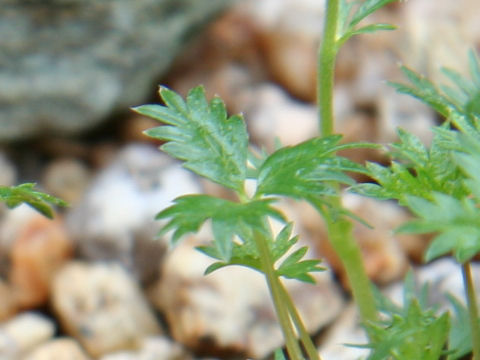 Potentilla matsumurae var. apoiensis