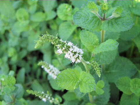 Mentha suaveolens