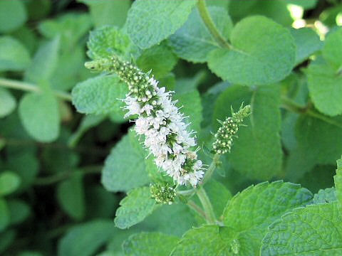 Mentha suaveolens