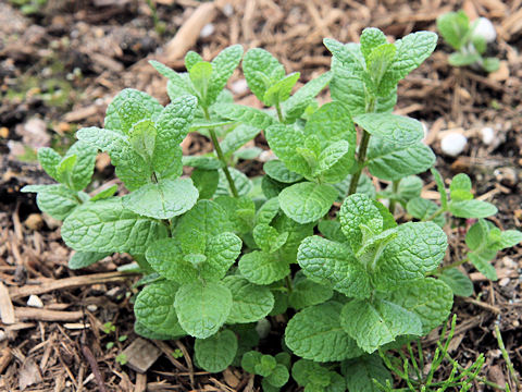 Mentha suaveolens