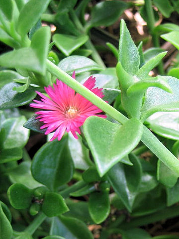 Aptenia cordifolia