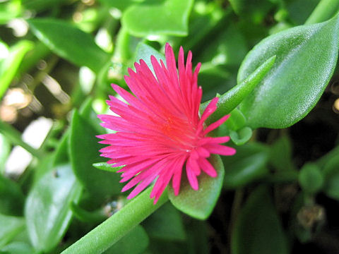 Aptenia cordifolia