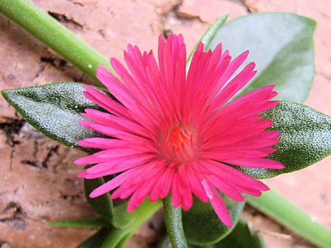 Aptenia cordifolia