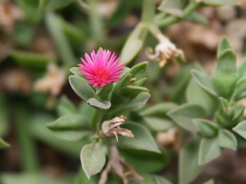 Aptenia cordifolia