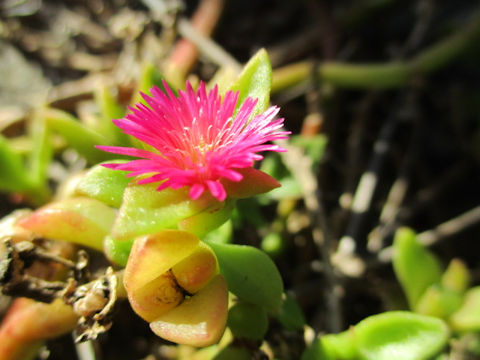 Aptenia cordifolia