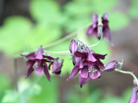 Aquilegia atrata