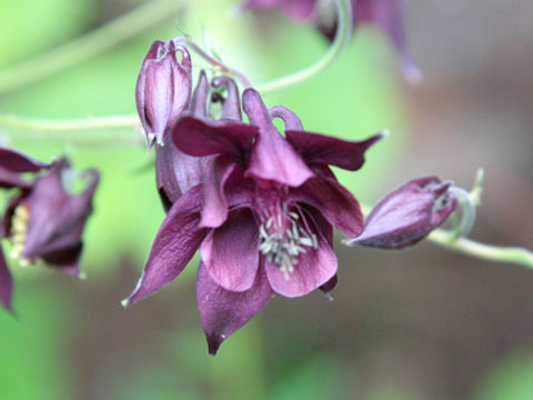 Aquilegia atrata