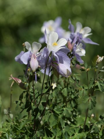 Aquilegia caerulea