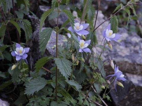 Aquilegia caerulea