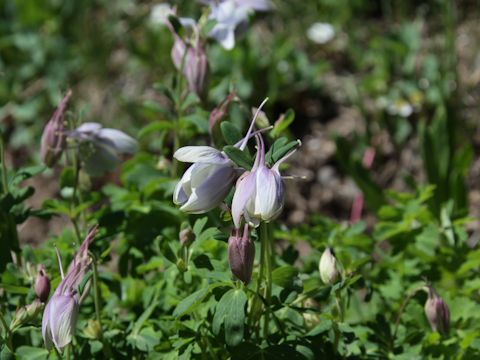 Aquilegia caerulea