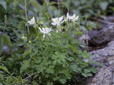 Aquilegia caerulea