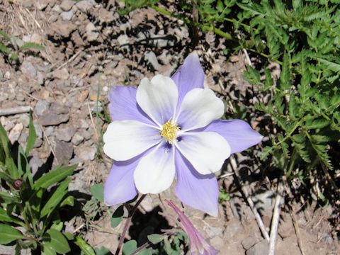 Aquilegia caerulea