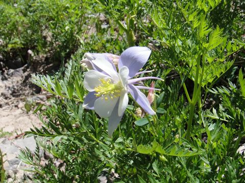 Aquilegia caerulea