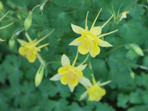 Aquilegia chrysantha