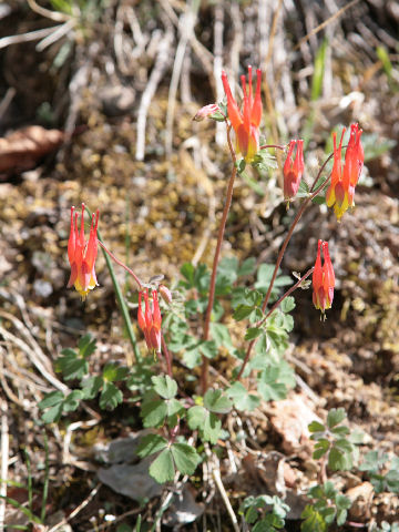 Aquilegia desertorum