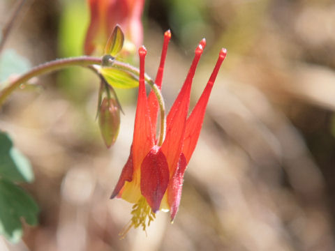 Aquilegia desertorum