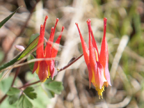 Aquilegia desertorum