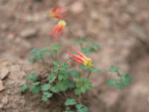 Aquilegia desertorum