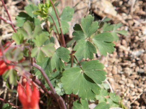 Aquilegia desertorum