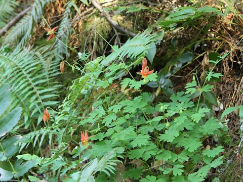 Aquilegia formosa